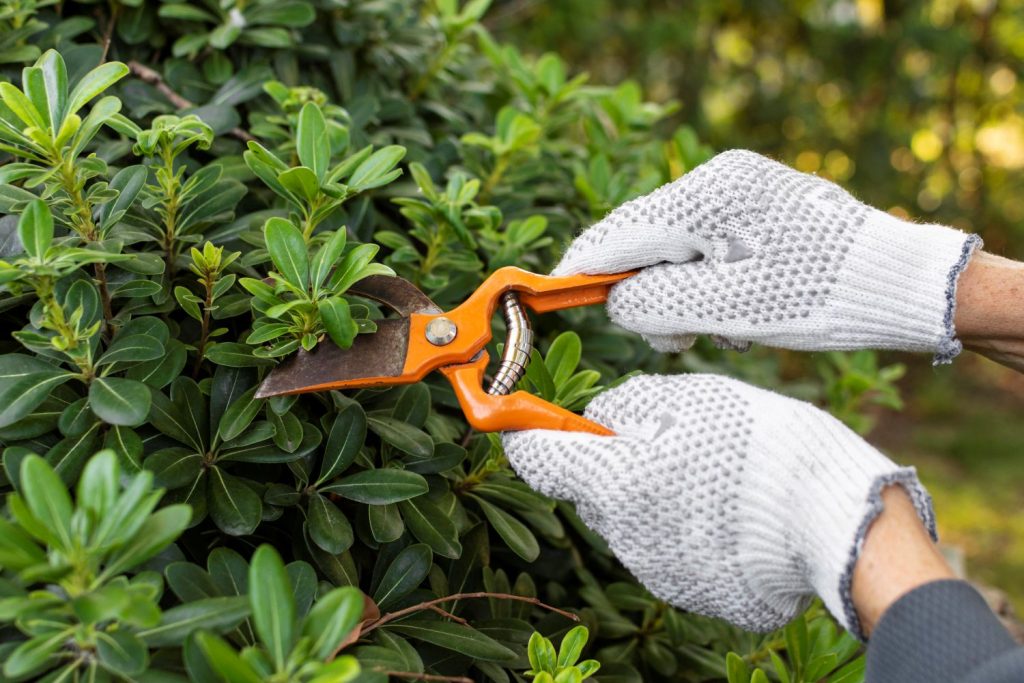 Hände schneiden Hecken mit einer Gartenschere