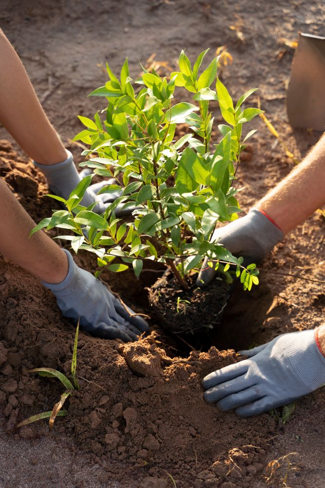 Personen pflanzen einen jungen Baum in die Erde mit Gartengeräten
