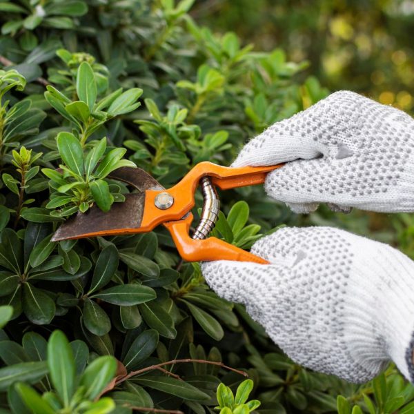 Hände schneiden Hecken mit einer Gartenschere