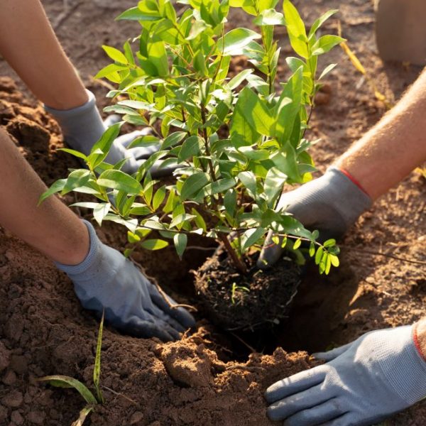 Personen pflanzen einen jungen Baum in die Erde mit Gartengeräten
